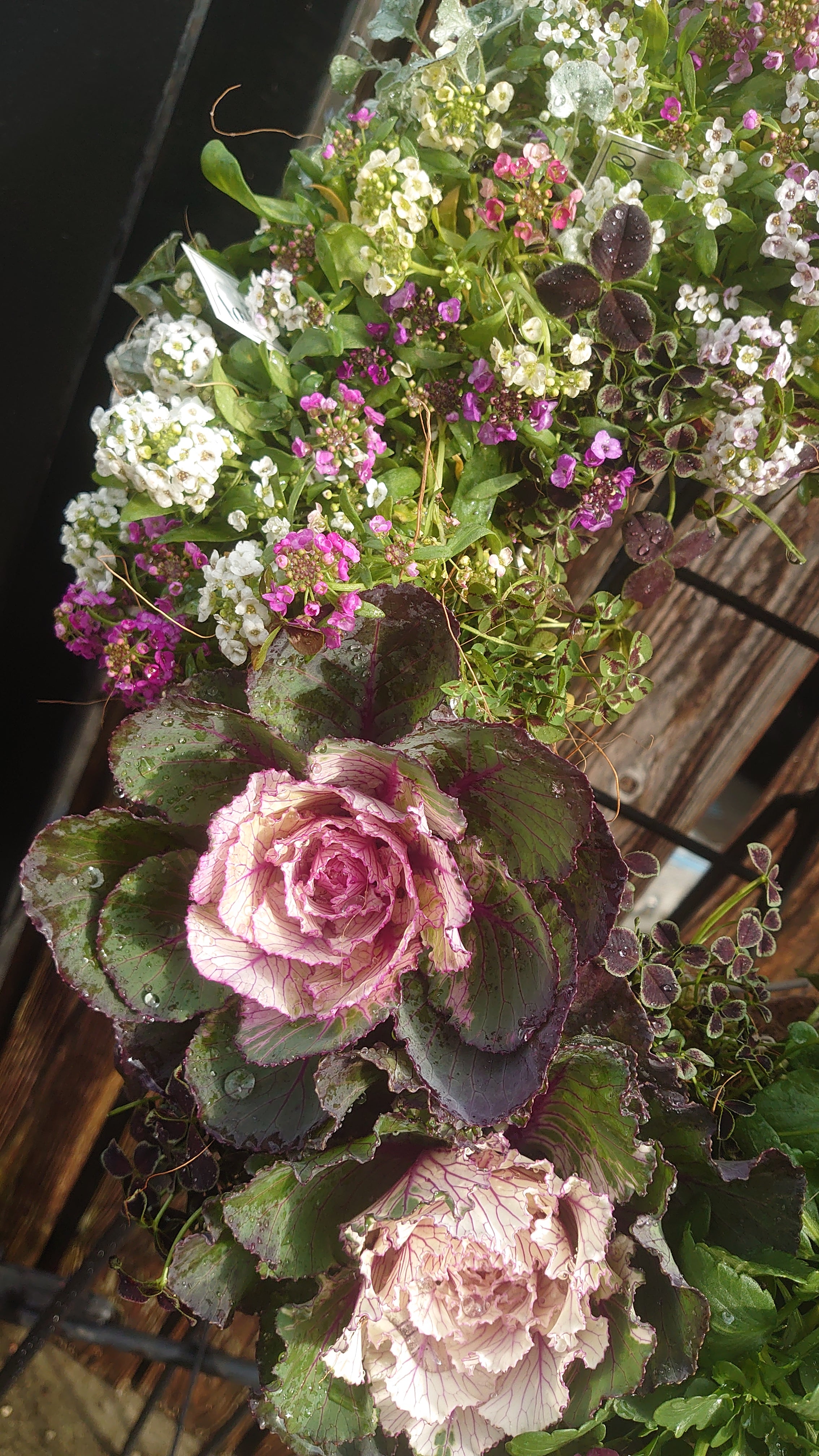季節の寄せ植えリース ハンキングリース Mサイズ 35cm